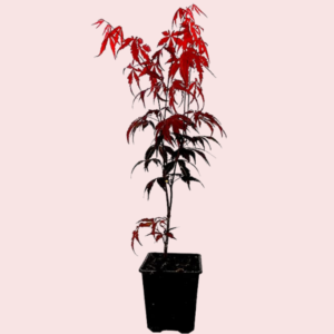 Set 3 Japanese Maple Trees Live Plants