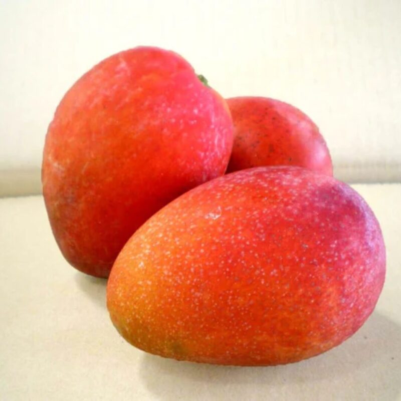 Red Mango Tree 7 to 16 Tall Inch in Pot - Image 2