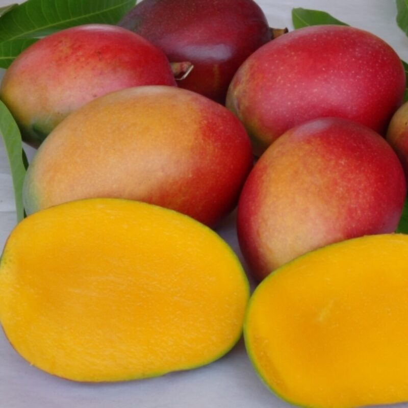 Red Mango Tree 7 to 16 Tall Inch in Pot - Image 3