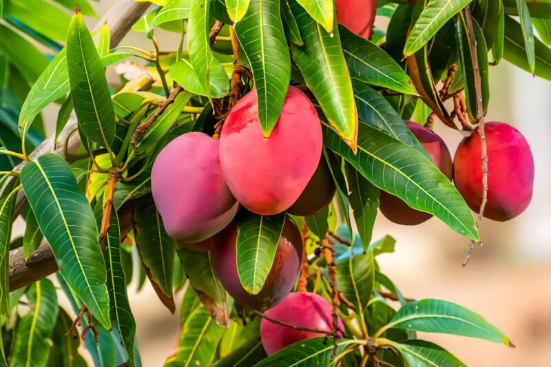 Red Mango Tree 7 to 16 Tall Inch in Pot