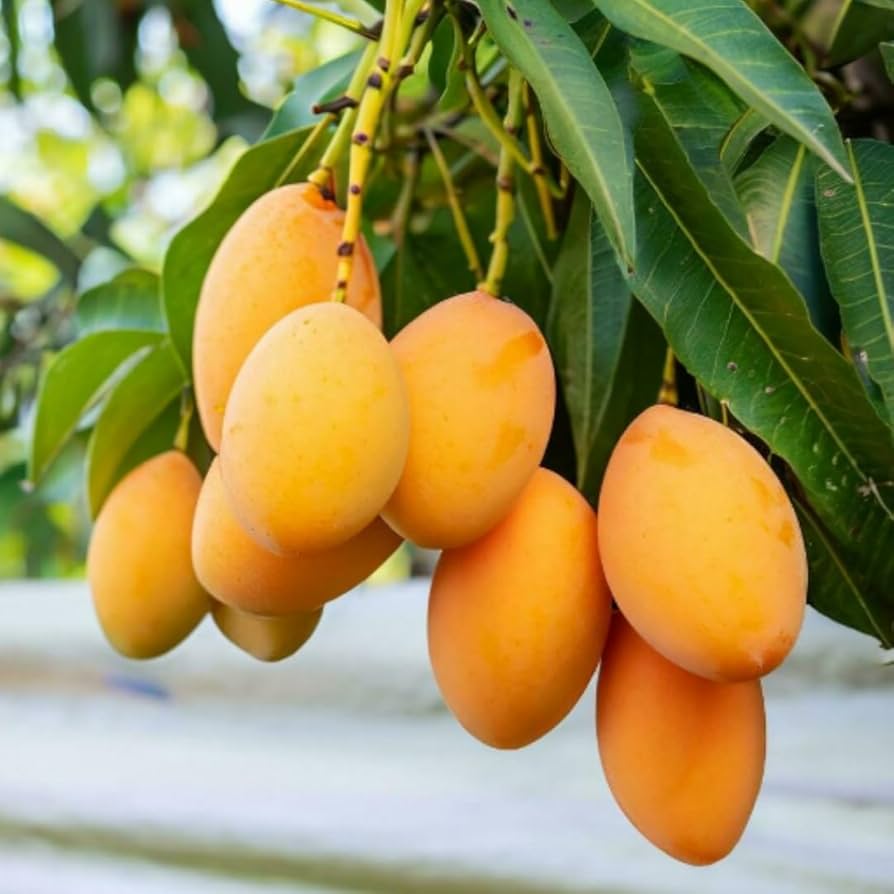 Yellow Mango Tree, 8 to 15 Inch Tall in Pot
