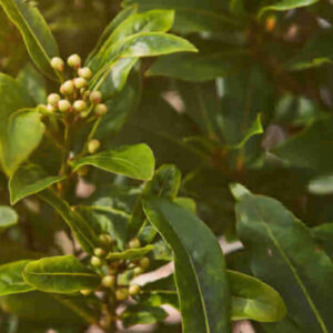 Bay Leaf, 8 to 10 Inch Tall in Pot