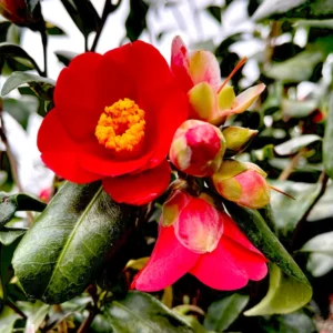 Alternative view of Red Camellia Live Plants in 4" Pot, 6-10" in Tall