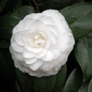 White Camellia Plant Live, 6 to 12 Inch Tall in Pot
