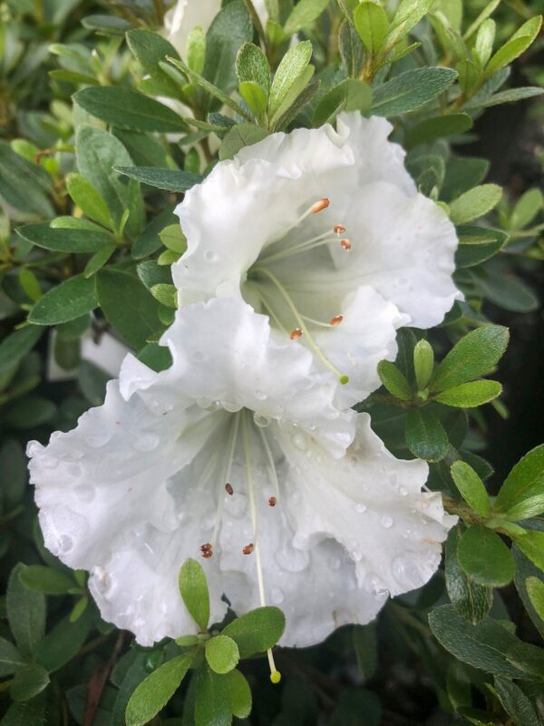 White Azaleas Rhododendron, 9 to 12 Inch Tall in Pot - Image 3