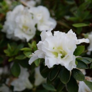 White Azaleas Rhododendron, 9 to 12 Inch Tall in Pot