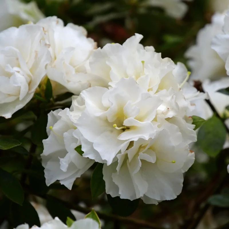 White Azaleas Rhododendron, 9 to 12 Inch Tall in Pot - Image 2