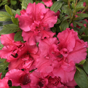 Pink Azaleas Rhododendron, 9 to 12 Inch Tall in Pot