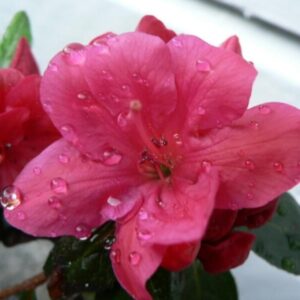 Alternative view of Pink Azaleas Rhododendron, 9 to 12 Inch  Tall in Pot