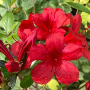 Red Azaleas Rhododendron, 9 to 12 Inch Tall in Pot