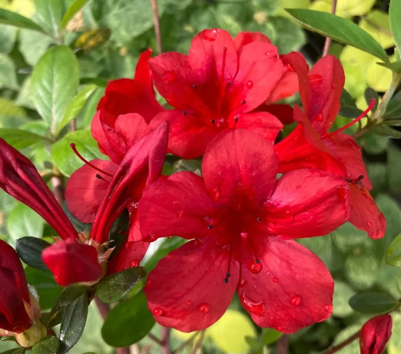 Red Azaleas Rhododendron, 9 to 12 Inch Tall in Pot