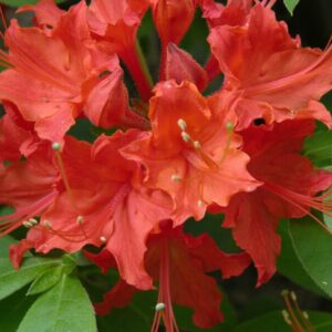 Alternative view of Red Azaleas Rhododendron, 9 to 12 Inch Tall in Pot