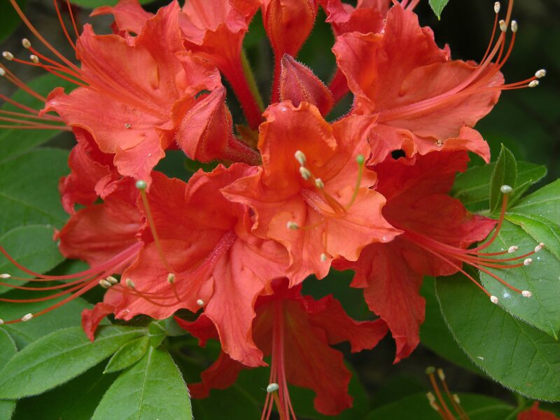 Red Azaleas Rhododendron, 9 to 12 Inch Tall in Pot - Image 2