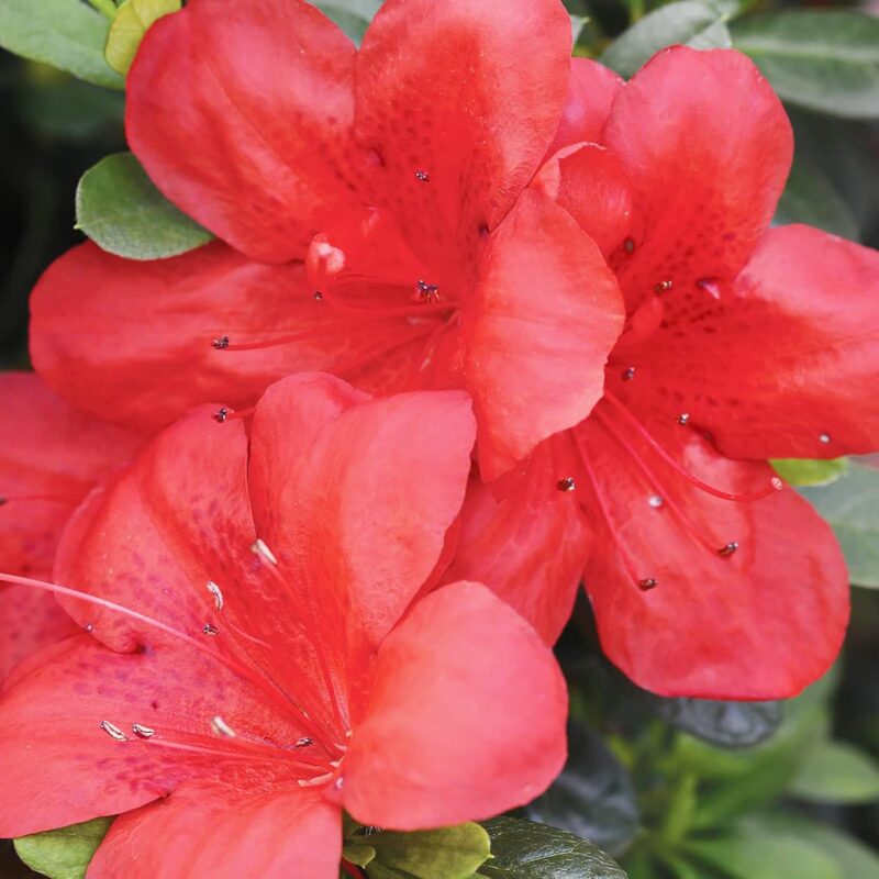 Red Azaleas Rhododendron, 9 to 12 Inch Tall in Pot - Image 3