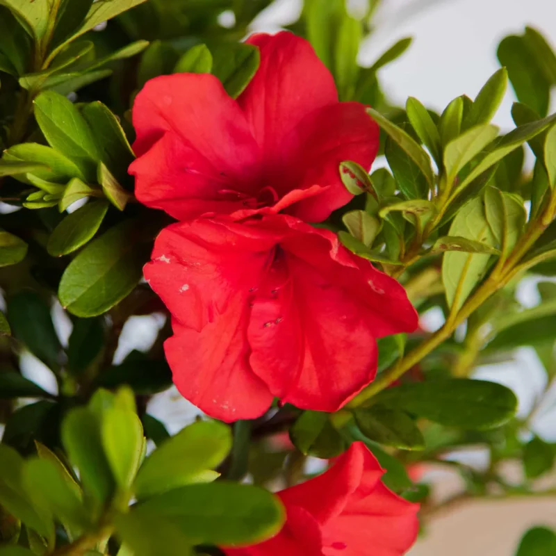 Red Azaleas Rhododendron, 9 to 12 Inch Tall in Pot - Image 4