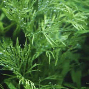 Alternative view of Water Sprite Aquarium Plant, 7 Stems Live Plant