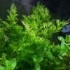 Water Sprite Aquarium Plant, 7 Stems Live Plant