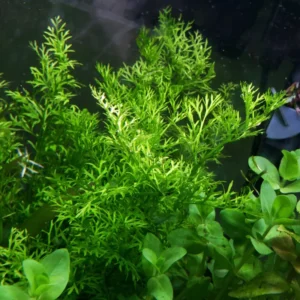 Water Sprite Aquarium Plant, 7 Stems Live Plant