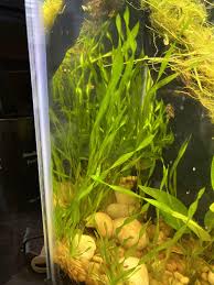 Alternative view of Corkscrew Val Aquarium Plant, 7 Stems Live Plant