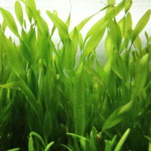 Corkscrew Val Aquarium Plant, 7 Stems Live Plant