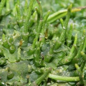 Alternative view of Hornwort Aquarium Plant, 7 Stems Live Plant