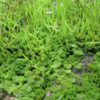Hornwort Aquarium Plant, 7 Stems Live Plant