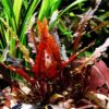 Red Crypt Cryptocoryne Aquarium Plant, 7 Stems Live Plant