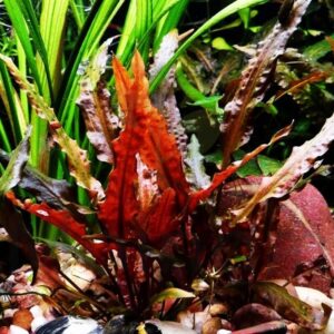 Red Crypt Cryptocoryne Aquarium Plant, 7 Stems Live Plant