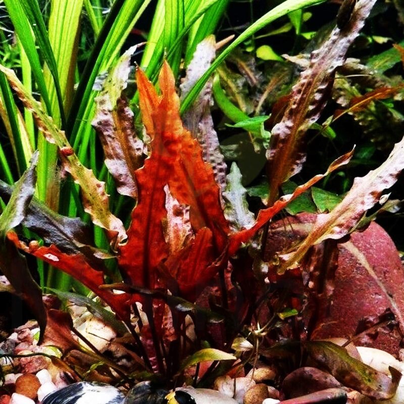 Red Crypt Cryptocoryne Aquarium Plant, 7 Stems Live Plant
