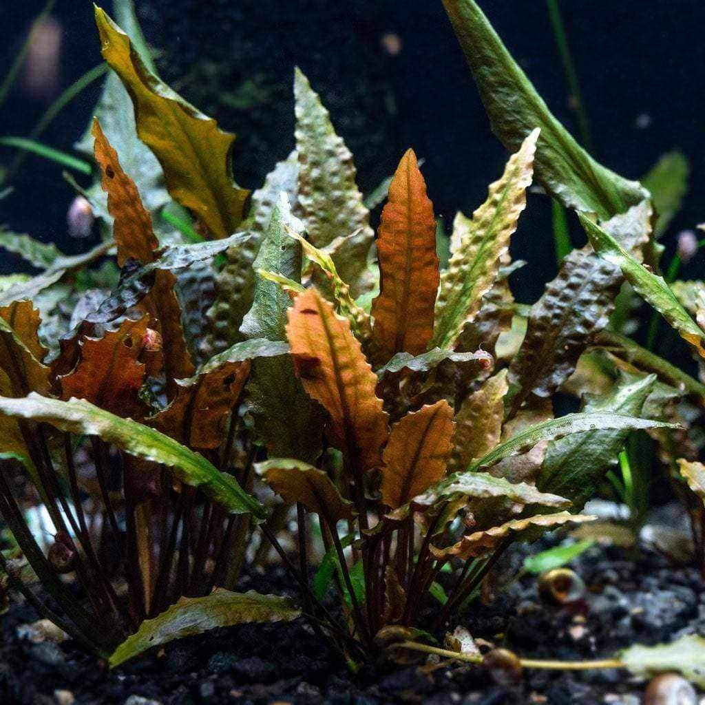 Red Crypt Cryptocoryne Aquarium Plant, 7 Stems Live Plant - Image 5