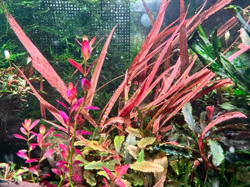 Red Crypt Cryptocoryne Aquarium Plant, 7 Stems Live Plant - Image 3