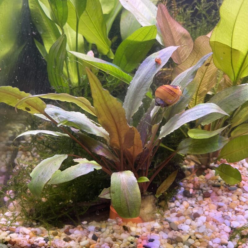 Red Crypt Cryptocoryne Aquarium Plant, 7 Stems Live Plant - Image 2