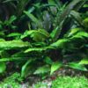 Green Crypt Cryptocoryne Aquarium Plant, 7 Stems Live Plant