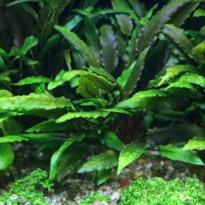 Green Crypt Cryptocoryne Aquarium Plant, 7 Stems Live Plant