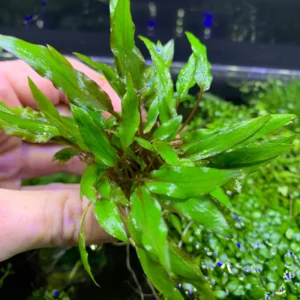 Alternative view of Green Crypt Cryptocoryne Aquarium Plant, 7 Stems Live Plant