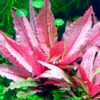 Flamingo Crypt Cryptocoryne Aquarium Plant, 1 Rooted Live Plant