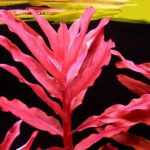 Alternative view of Ammonia Gracilis Aquarium Plant, 7 Stems Live Plant