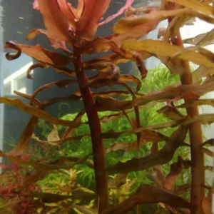 Ammonia Gracilis Aquarium Plant, 7 Stems Live Plant