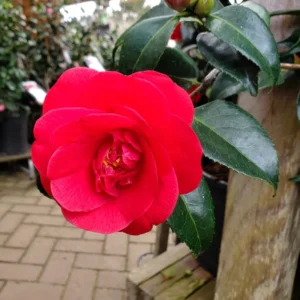 Red Camellia Live Plants in 4" Pot, 6-10" in Tall