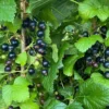 Consort Black Currant Plants- Delicious Black Berries