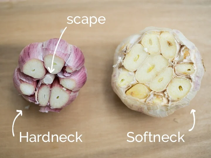 Hardneck Garlic vs. Softneck Garlic