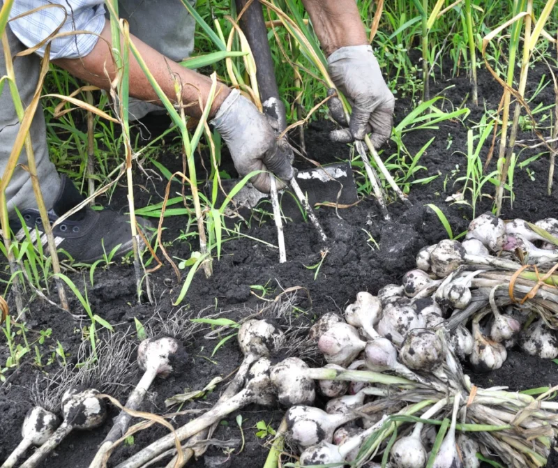 harvesting Garlic