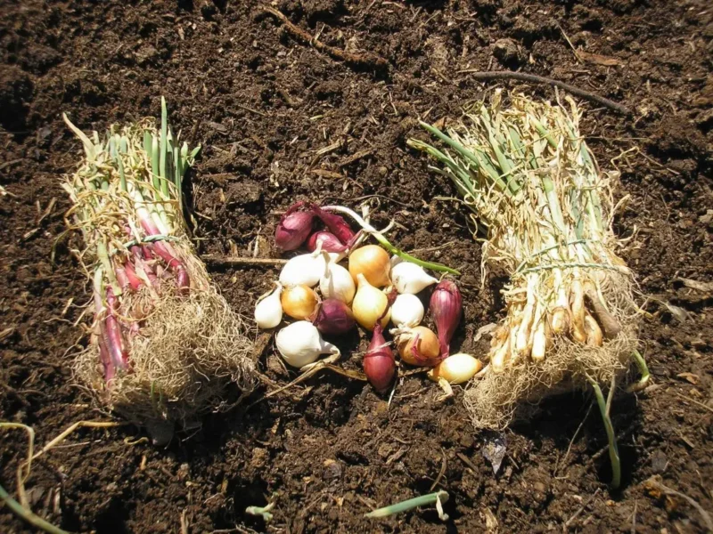 Bundles of onion seedlings and a variety of small onion bulbs scattered on soil, ready for planting