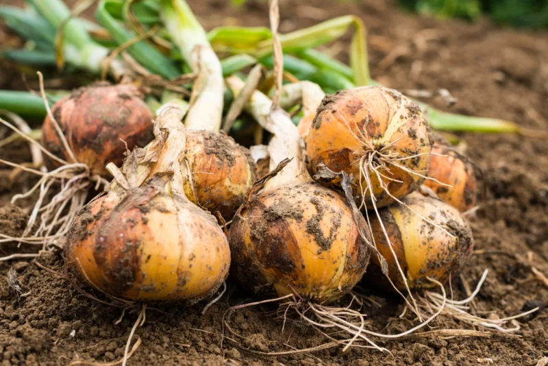 Freshly harvested onions with soil still clinging to their skins, resting on the earth, with their green tops intact