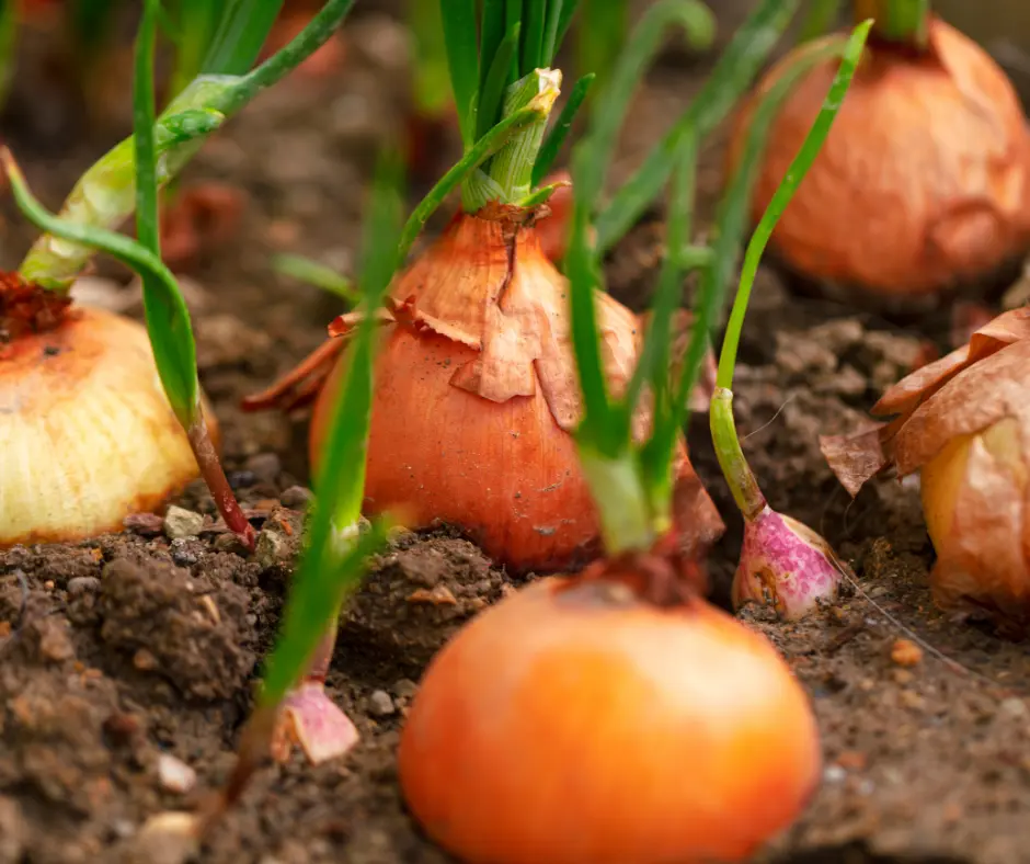 How to Grow Onions