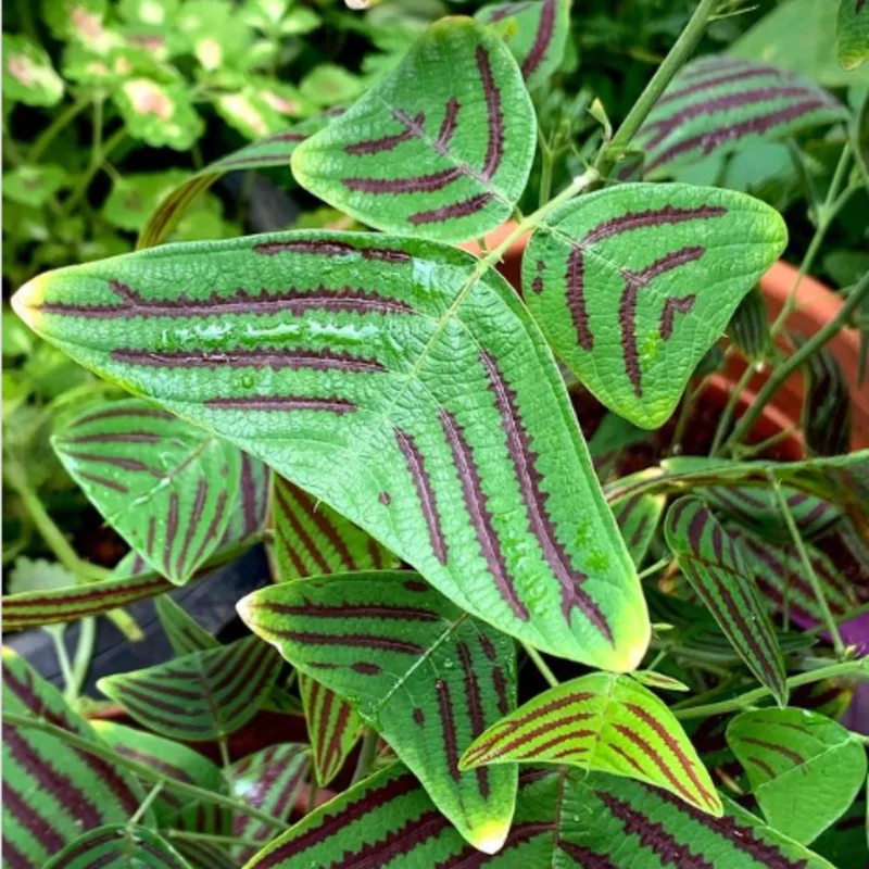 Christia Obcordata Live Houseplant - Butterfly Plant Live Christia Obcordata From 6 To 9 Inch Height
