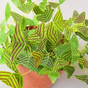 Christia Obcordata Plant Live, Butterfly Plant Indoor Plants Live Houseplants, 6-9 Inch Tall