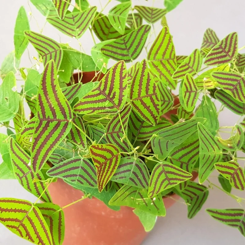 Christia Obcordata Live Houseplant - Butterfly Plant Live Christia Obcordata From 6 To 9 Inch Height