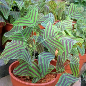 Christia Obcordata Live Houseplant - Butterfly Plant Live Christia Obcordata From 6 To 9 Inch Height