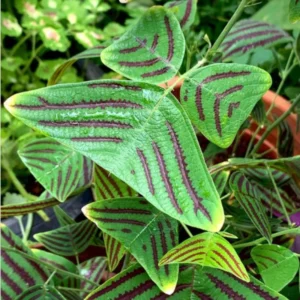 Christia Obcordata Butterfly Plant Live, Christia Obcordata Houseplant, 6-9 Inch Tall, Indoor Plants for Home Garden